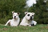 BOULEDOGUE AMERICAIN 268